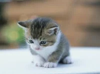 kitten