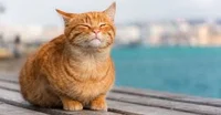 Gato