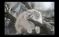 Pallas cat