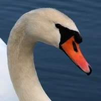 Mute Swan