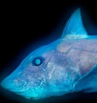 TIBURONfantasma AZUL