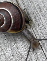 Snail