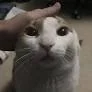 groovycat228