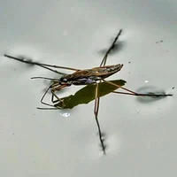 Water strider