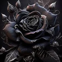 Black rose