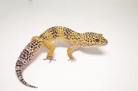 lepord zilla i gecko