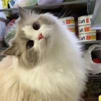 Kitty