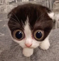 Mads_Peepawsen