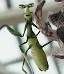 Master Mantis 
