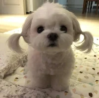 Pups