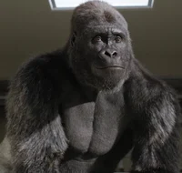 ivan the gorilla