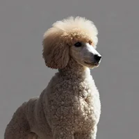 Pete the Poodle 