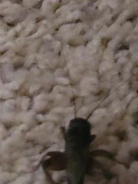 Bug in da house