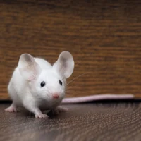 White Mouse
