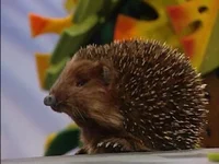 Hetty the Hedgehog