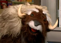Monica the Musk Ox 1