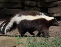 Wild Skunk