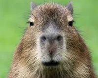 Capybara 