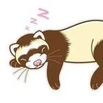 Ferret Dreaming