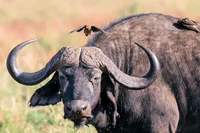 Bufalo