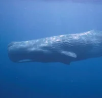 Bull Sperm whale
