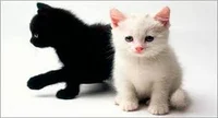 Black cat 