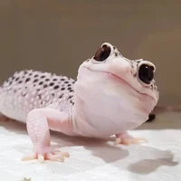 Gecko