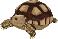Tortoise