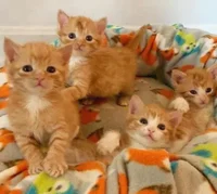 Angry kittens