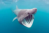 Just a basking shark