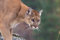 Mountain Lion