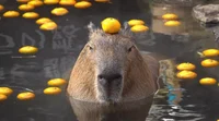 Capybara