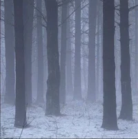 Snowy Forest