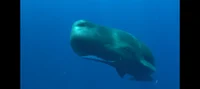 Sperm Whale