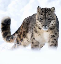 Snow leopard