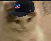 Gatito_del_colocolo