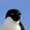 Female Penguin