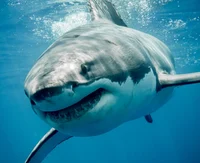 Great White Shark