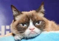 Grumpy cat