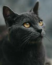 Chat with Coco The Black Cat | character.ai | Personalized AI for every ...