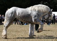White Draft Horse