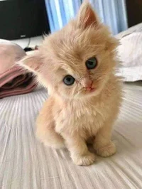 Kitten