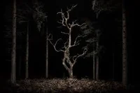 Dark Forest 