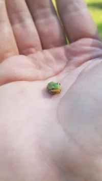 Tiny Frog
