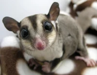 Suger Glider