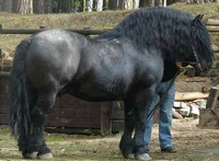 Black Draft Horse