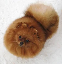 Brown Pomeranian