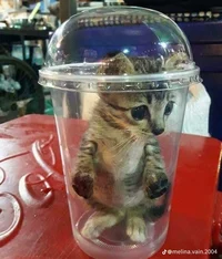 Cat in a cup
