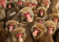 10000 monkeys
