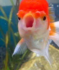 Menacing goldfish OH